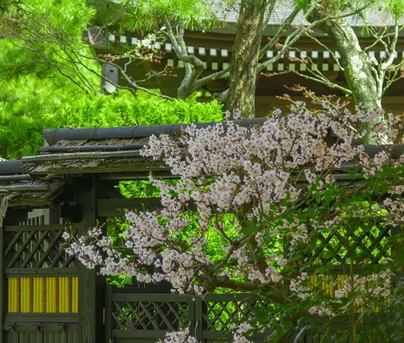 春景色5