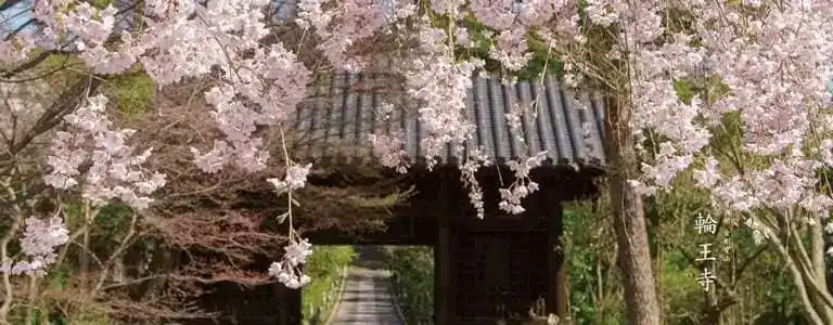 輪王寺仁王門と桜